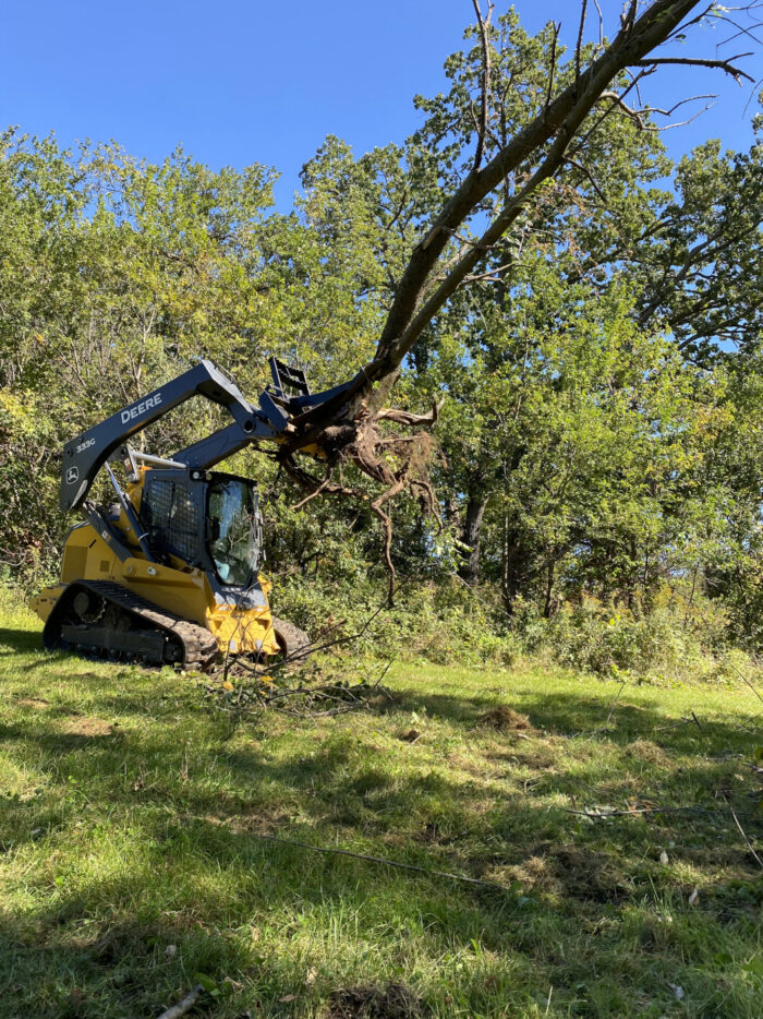 Skid Steer Tree Puller pulling a large tree out of the ground