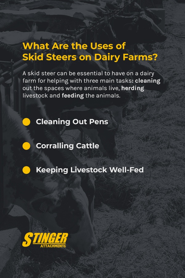 Dairy Cows Eating Hay